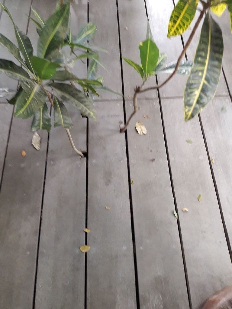 Buddhistische Koexistenz