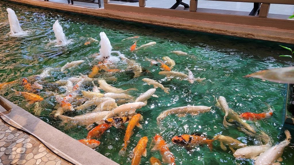 Koi Fische