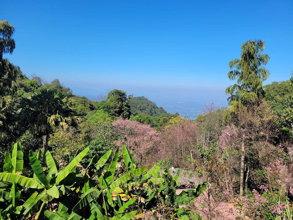 Doi Pui Chiang Mai (2)